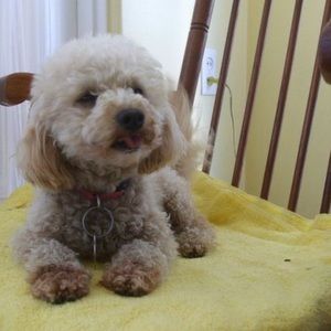 Meet your Posher, Carvill